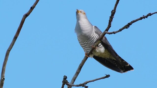 Common cuckoo Cuculus canorus, singing on top of a stick in the wild. The Singing bird.