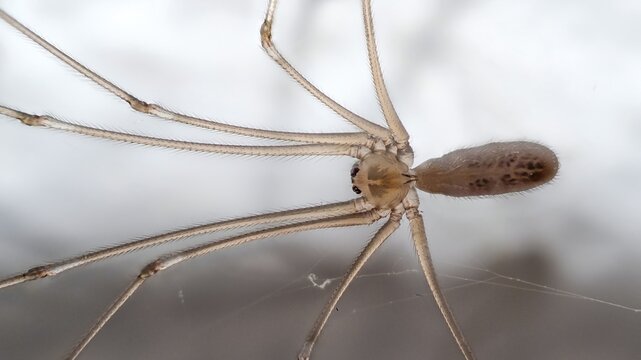 Large trembling spider (Pholcus phalangioides) macro shot greatly enlarged