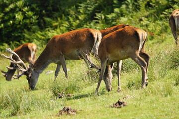 Naklejka na ściany i meble Red Deer (Cervus elaphus) on the Isle of Jura an inner Hebridean Island in Scotland, UK