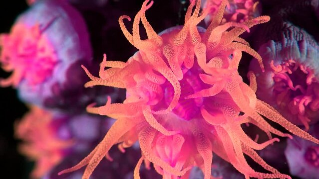 Journey deep into the sea Underwater Soft coral Life at sea 4K Slow motion
