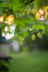 Cascade Hops Growing On Edison Bulb Patio String Lights in the Summer 