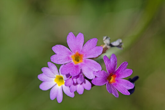 Pink-coloured flower species growing on the banks of streams in the Black Sea mountains in Turkey. Primula auriculata L.