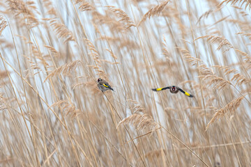 European Goldfinch, Carduelis carduelis, standing in the reeds in winter.