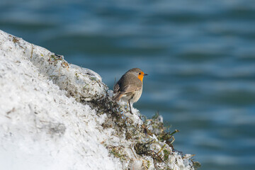European Robin, Erithacus rubecula, on a snowdrift by the lake.