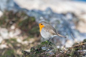 European Robin, Erithacus rubecula, on a snowdrift by the lake.