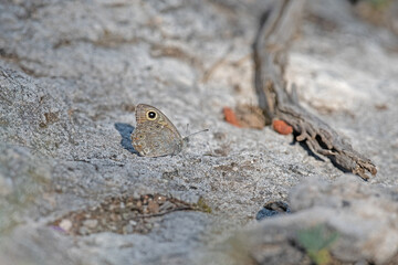 Large Wall butterfly on the rock. Lasiommata maera