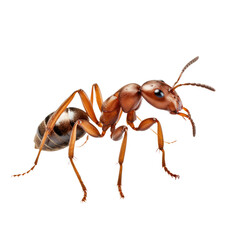 Ant walking isolated on white or transparent background