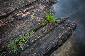 Tenacious Plants Clinging to Life on Rocky Coast