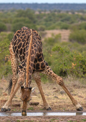 Animal drinking water from a waterhole in the dry and drought period; Tall long neck giraffe bending down to drink water and lifting its head up while spraying water from its nose from Kruger