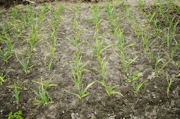 Spring work in the garden, processing garlic, onions, applying fertilizers.  Green garlic is planted in the ground in rows.  Top view, close up.  Planting bulbous plants.