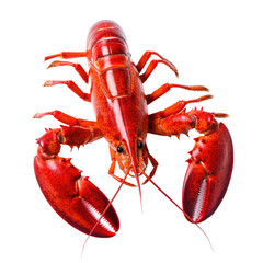 Lobster isolated on white or transparent background