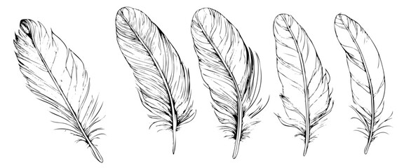 Set of bird feathers. Hand drawn illustration converted to vector - obrazy, fototapety, plakaty