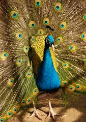 Fotobehang peacock with feathers © Inge