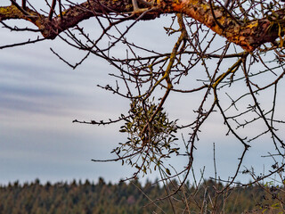 Misteln auf einem Baum im Winter