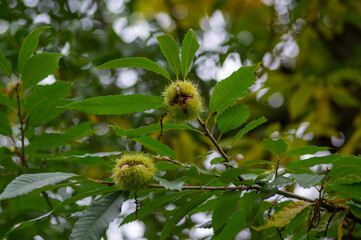 Castanea sativa ripening fruits in spiny cupules, edible hidden brown tasty seed nuts hanging on tree branches, green leaves