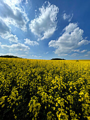 Obraz premium rapeseed