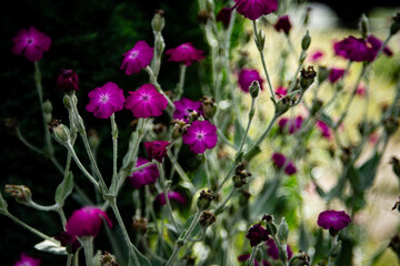 flowers in the garden