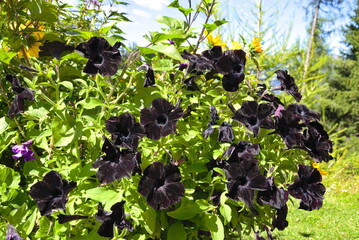 schwarze Petunien im Garten
