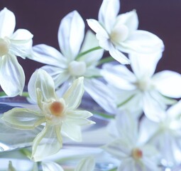 white flowers