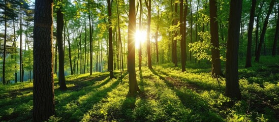 Sunshine in a lush forest during spring.