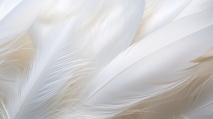  a close up of a white bird's feathers with a blurry image of the back of the feathers.