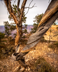 Twisted tree in the Grand Canyon