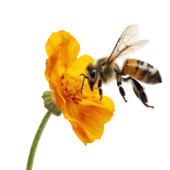 Küchenrückwand glas motiv Honey bee flight to an orange flower blossom isolated on a transparent background © Flowal93