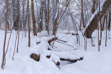 Snow covered trees in the forest in winter