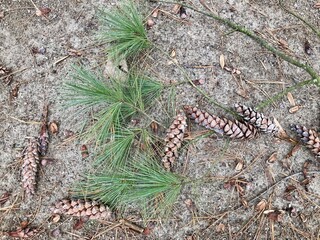 pine cones and branch on forest floor