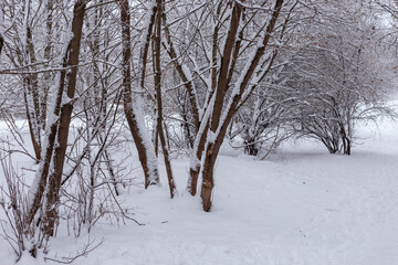 snow covered tree branches during winter