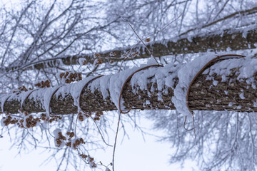 a snowy tree trunk in the forest

