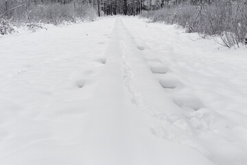 a snowy wooden boardwalk in a forest or swamp