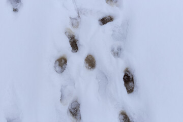 footprints of a boot or beast in the snow