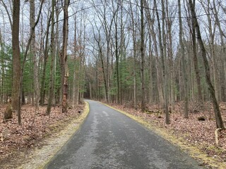 path in the pine forest