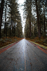 Fototapeta premium forest road