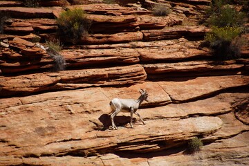 Rocky Mountain sheep  ( Ovis canadensis ) climbing