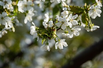 White cherry blossoms on branches, spring fruit tree bloom