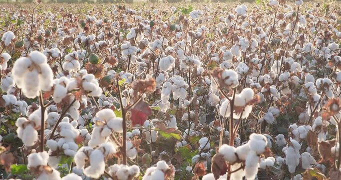 Cotton field at sunset. Cotton harvest. Ready to harvest cotton bushes before harvest