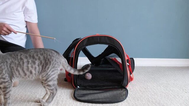 cat playing with pet carrier , owner training cat to be accustomed to pet carrier