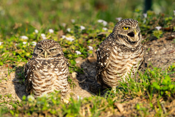 Burrowing Owl