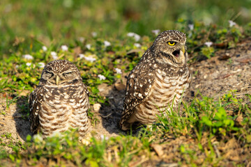Burrowing Owl