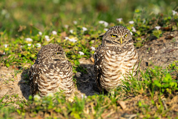 Burrowing Owl