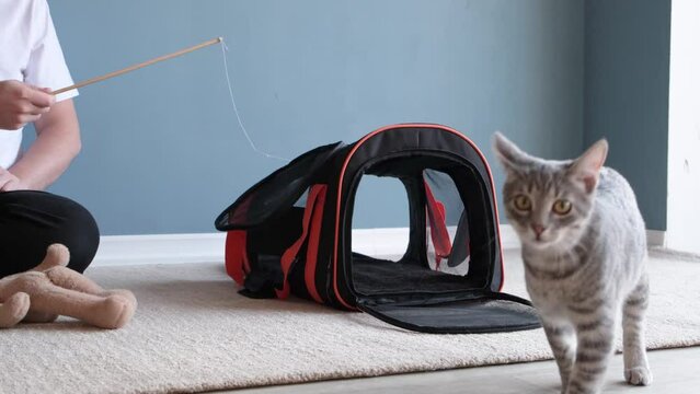 cat playing with pet carrier , owner training cat to be accustomed to pet carrier