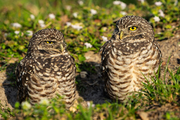 Burrowing Owl