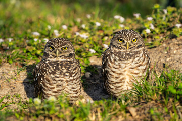 Burrowing Owl
