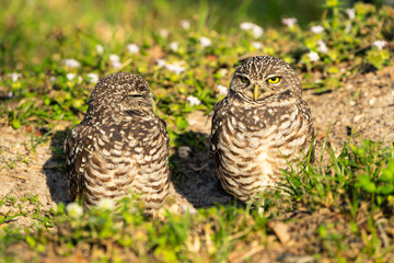Burrowing Owl