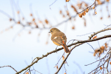 さえずる可愛いジョウビタキ（ヒタキ科）。

日本国茨城県水戸市、涸沼にて。
2023年12月24日撮影。

A Lovely Daurian Redstart (Phoenicurus auroreus, family comprising flycatcher) chirping.

At Hinuma swamp, Mito, Ibaraki, Japan,
photo by December