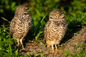 Burrowing Owl