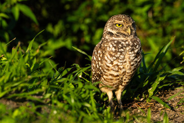 Burrowing Owl