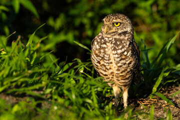 Burrowing Owl